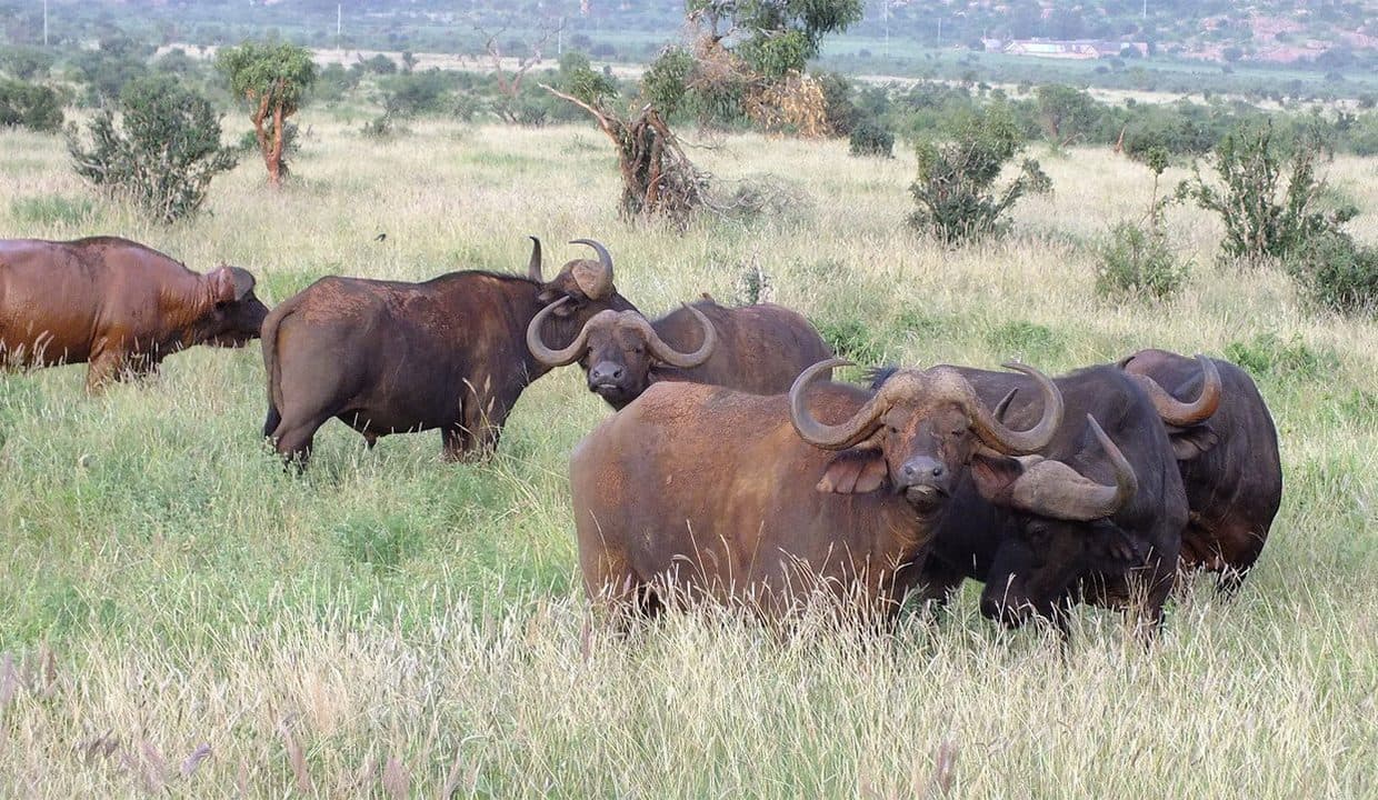 Maasai Mara National Reserve — Open grassland, high predator density, and the northern end of the Serengeti ecosystem.
