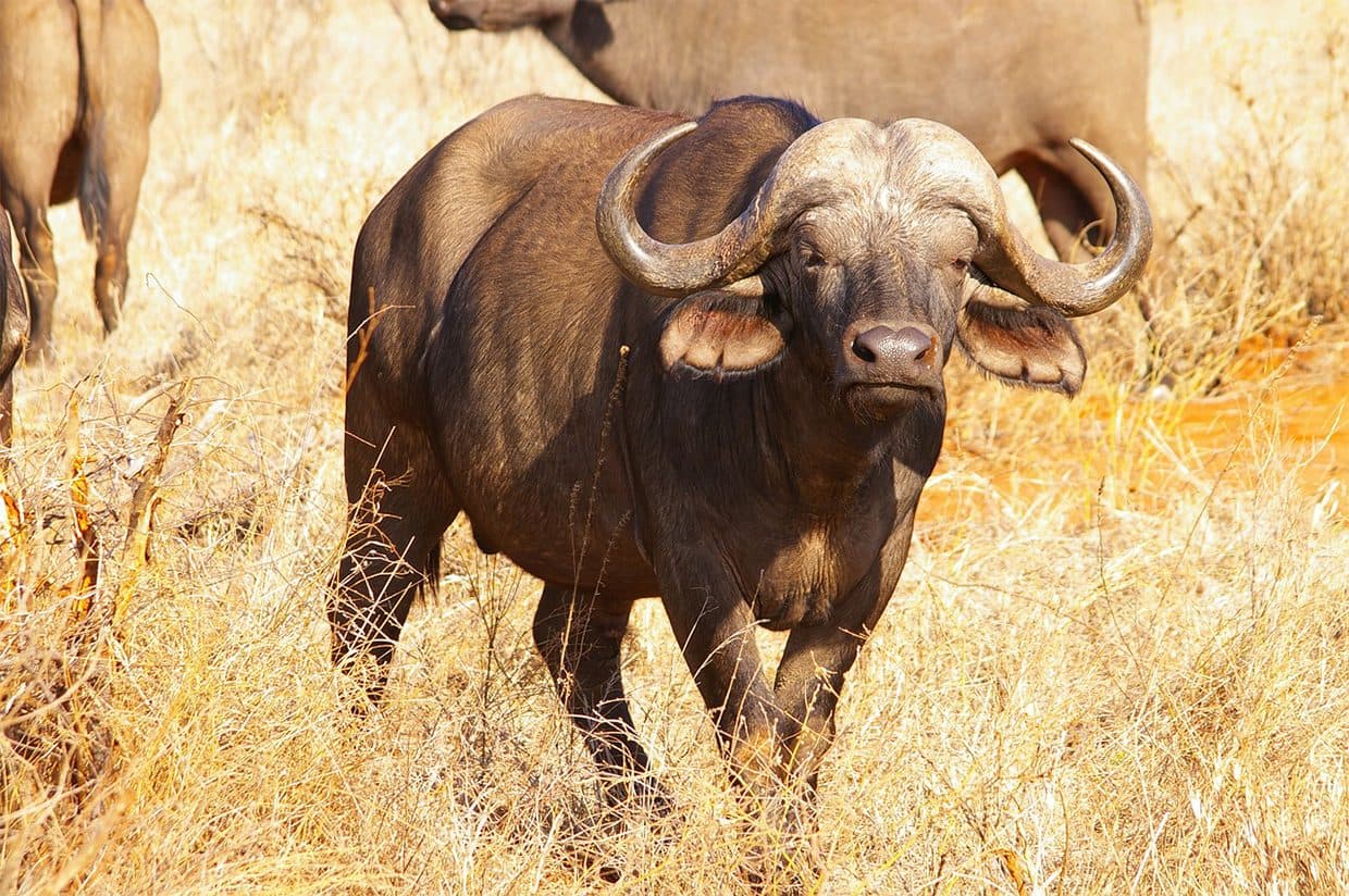 Nairobi · Maasai Mara · Lake Nakuru · Amboseli · Namanga · Arusha · Serengeti · Ngorongoro · Arusha