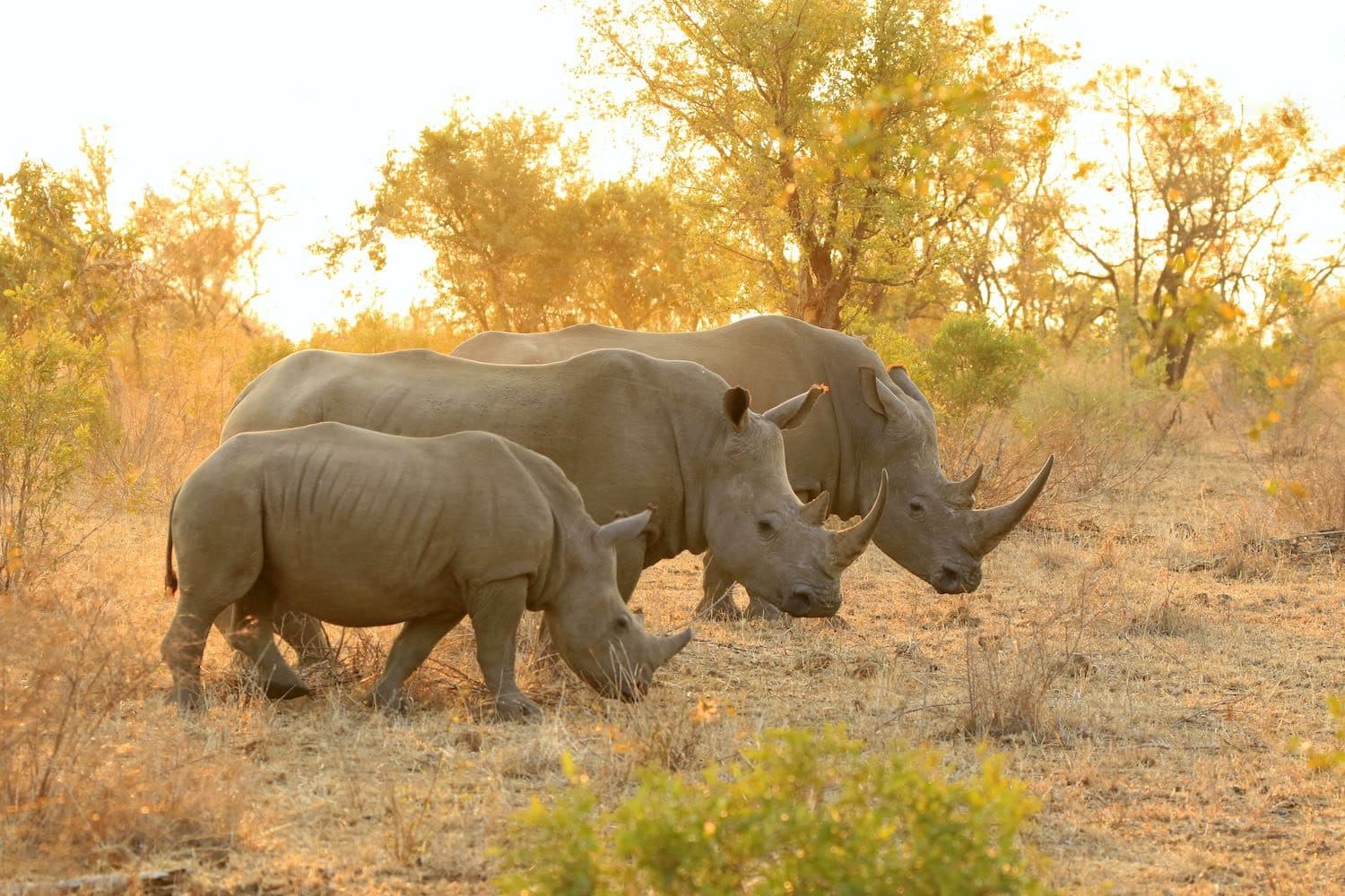 Rhino in Ol Pejeta