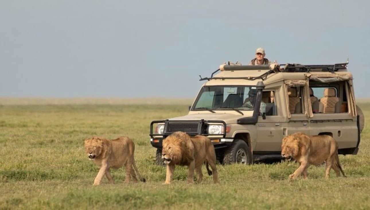 A safari vehicle and lions in the Maasai Mara