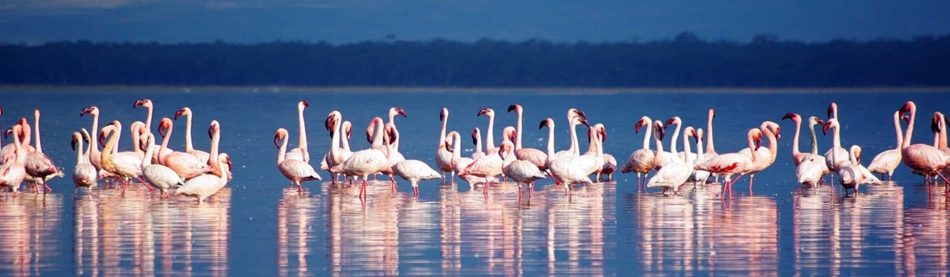 Birding along the shore