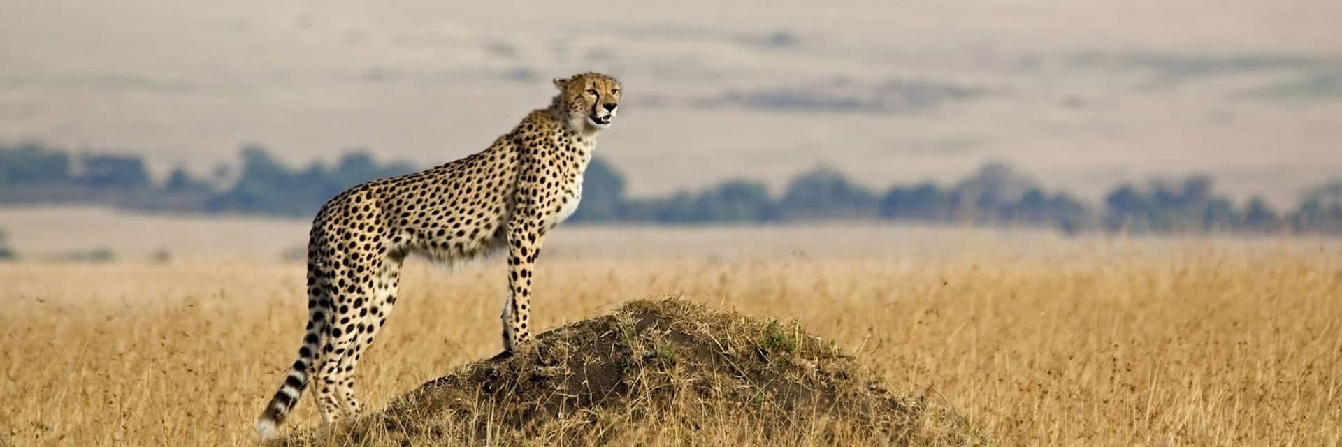 Nairobi · Maasai Mara · Lake Nakuru · Lake Naivasha · Amboseli · Nairobi — cheetah, mound