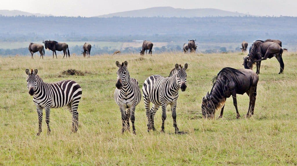 Nairobi · Maasai Mara · Nairobi