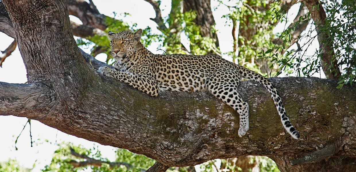 Maasai Mara National Reserve — Open grassland, high predator density, and the northern end of the Serengeti ecosystem.