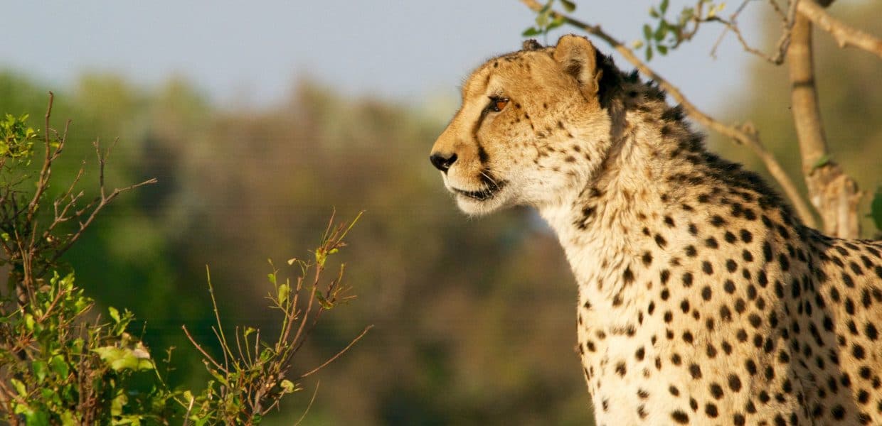 Nairobi · Maasai Mara · Lake Nakuru · Amboseli · Namanga · Arusha · Lake Manyara · Serengeti · Ngorongoro · Arusha