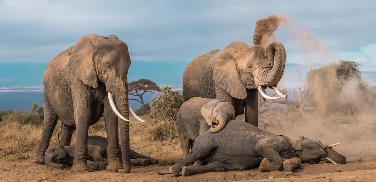 Nairobi · Maasai Mara · Lake Nakuru · Lake Naivasha · Amboseli · Tsavo East · Nairobi — elephant, dust