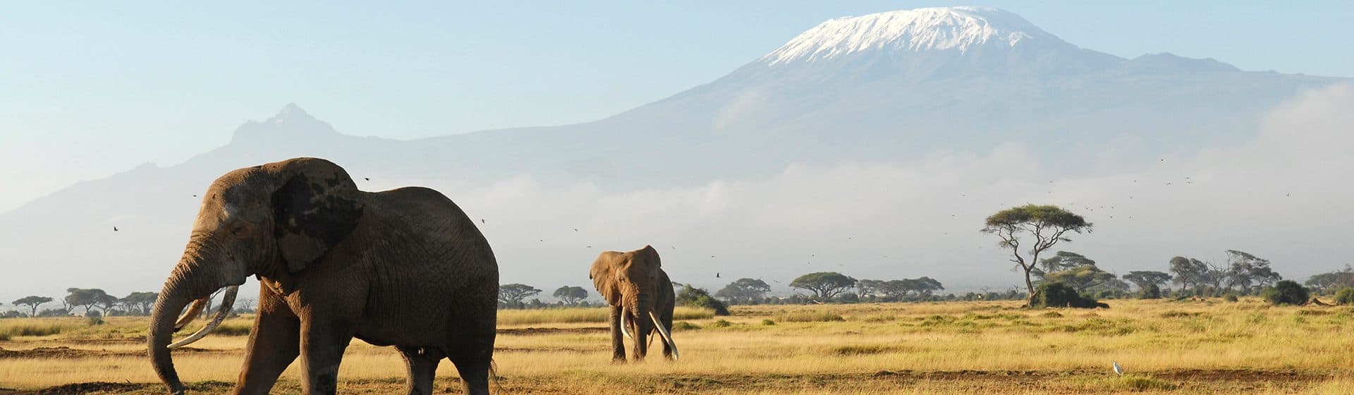 Day 2: Amboseli