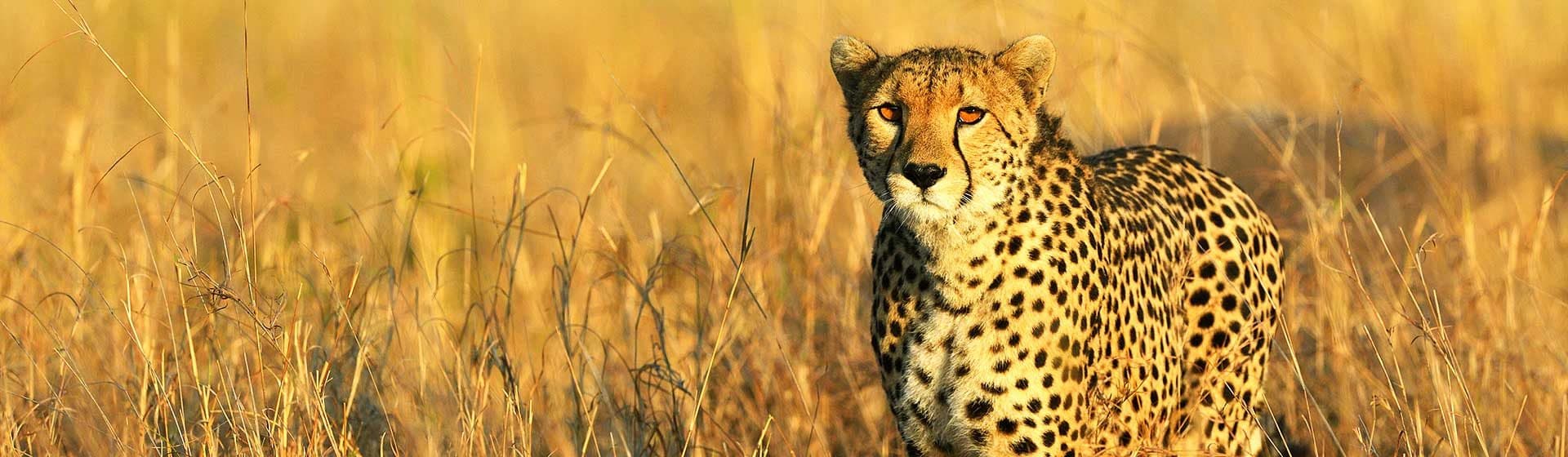 Nairobi · Maasai Mara · Lake Nakuru · Lake Naivasha · Amboseli · Tsavo East · Nairobi