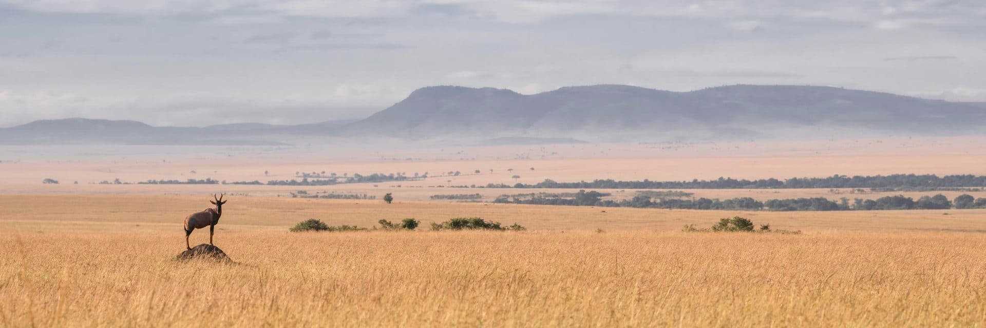 Open plains in the Maasai Mara