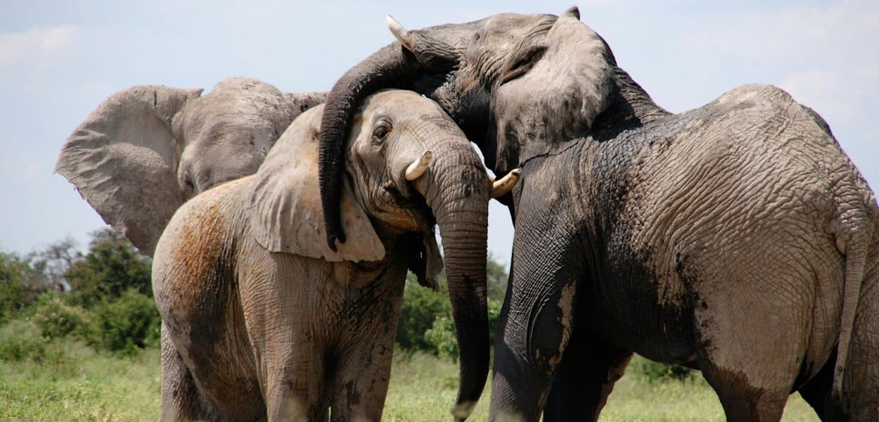 Nairobi · Maasai Mara · Lake Nakuru · Amboseli · Nairobi — elephant