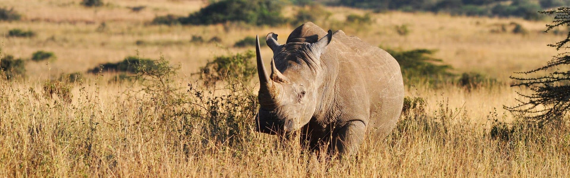 Rhino in Ol Pejeta