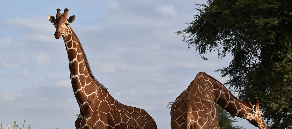 Day 1: Nairobi → Samburu