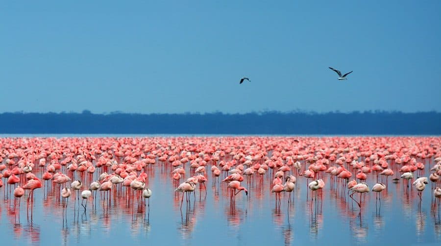 Lake Nakuru National Park — A fenced Rift Valley park built around an alkaline lake, and one of Kenya's best places for rhino.