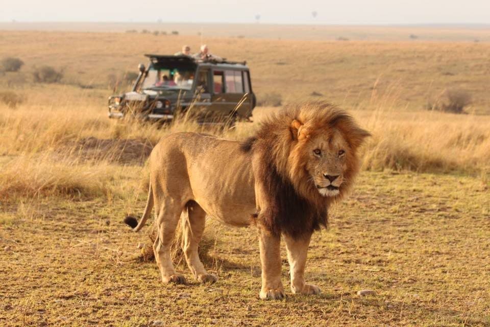 Lions and a safari vehicle in the Maasai Mara