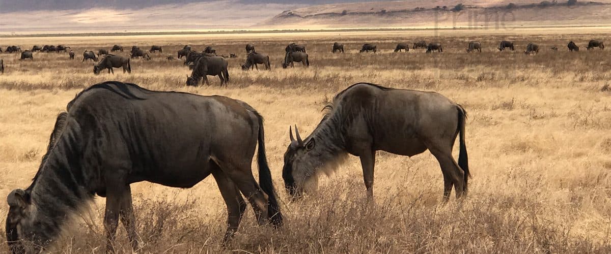Arusha · Serengeti · Ngorongoro · Arusha