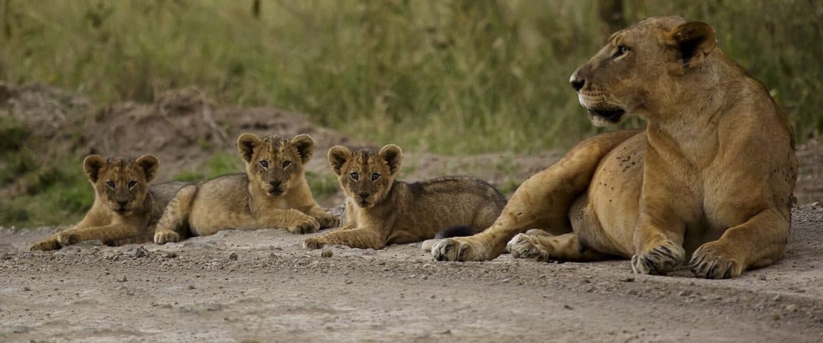 Nairobi · Maasai Mara · Lake Nakuru · Amboseli · Namanga · Arusha · Lake Manyara · Serengeti · Ngorongoro · Arusha