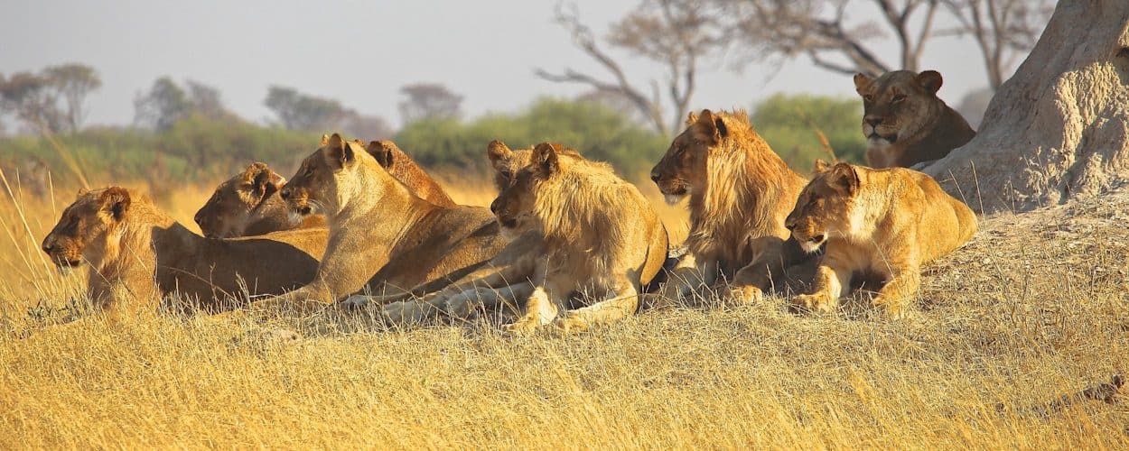 Day 3: Serengeti