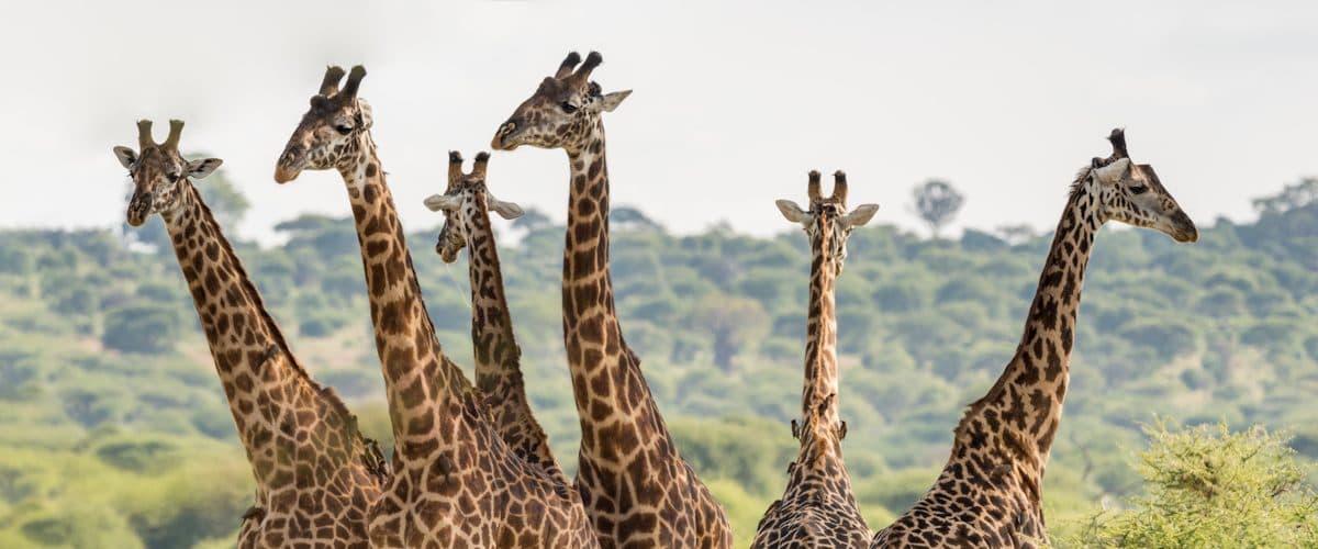 Giraffe in Tarangire