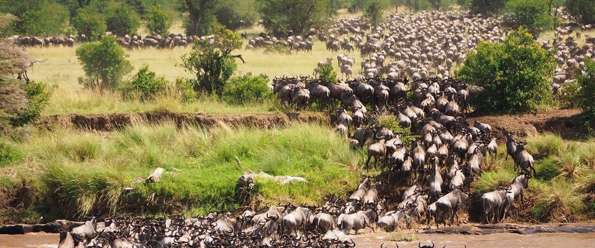 Nairobi · Maasai Mara · Lake Nakuru · Amboseli · Namanga · Arusha · Lake Manyara · Serengeti · Ngorongoro · Arusha