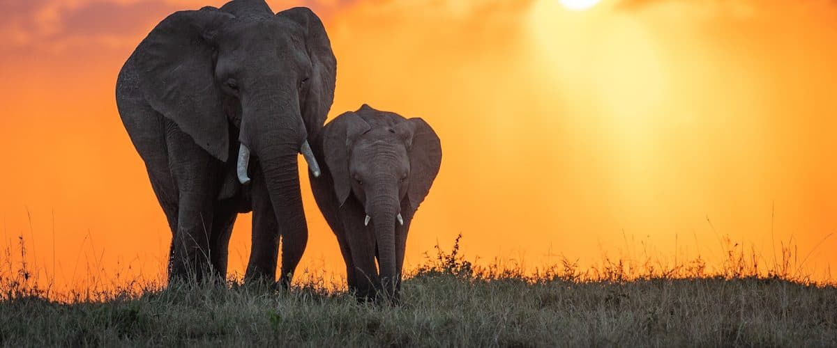 Elephants and sunset in Tarangire