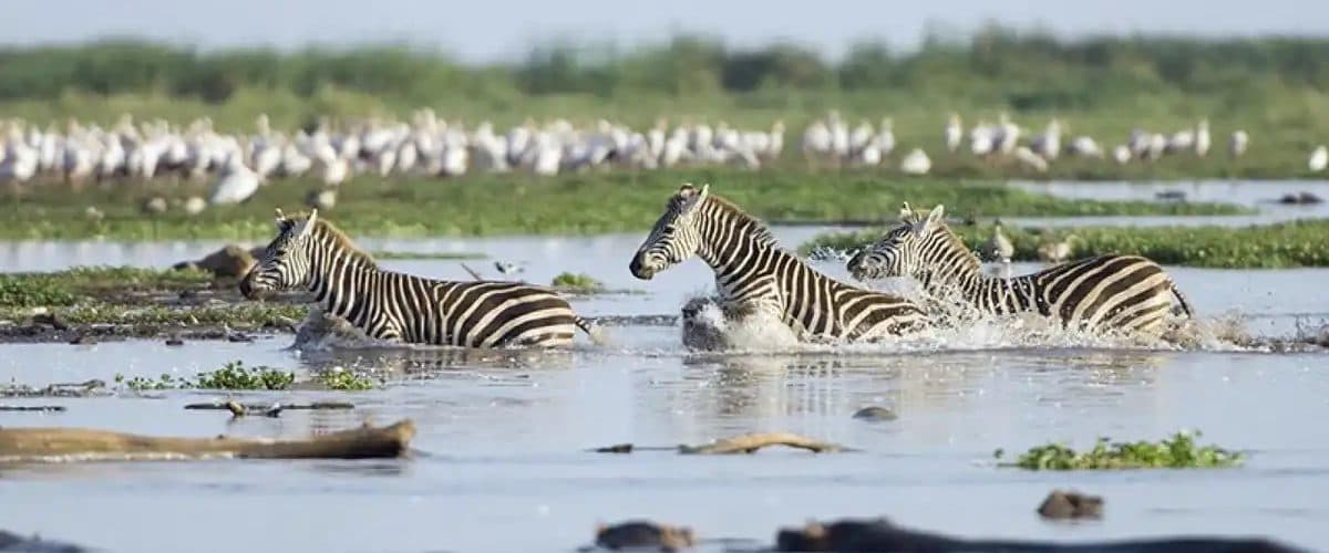Arusha · Lake Manyara · Serengeti · Ngorongoro · Arusha