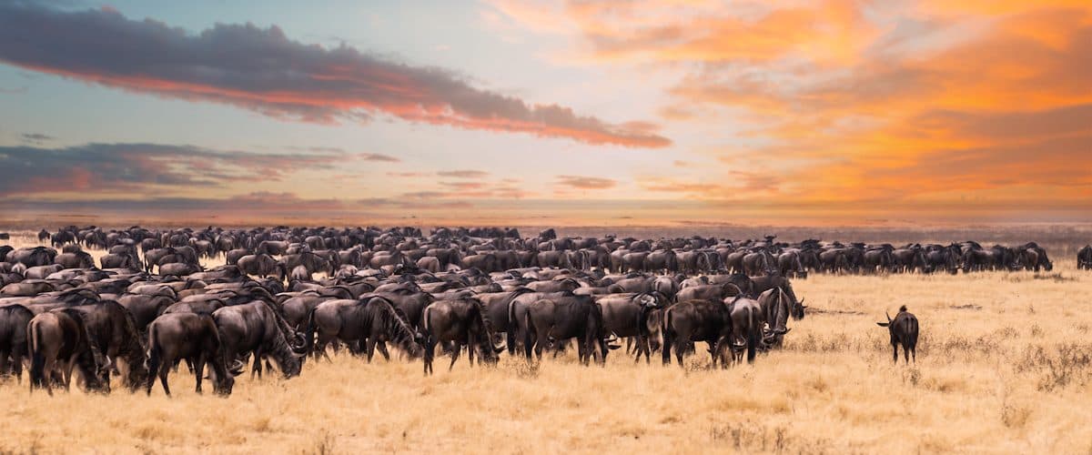 The wildebeest migration and sunset in the Serengeti