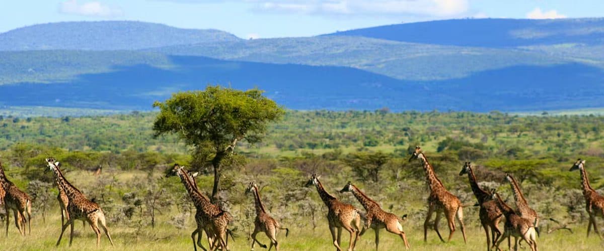 Giraffe and a line in Samburu