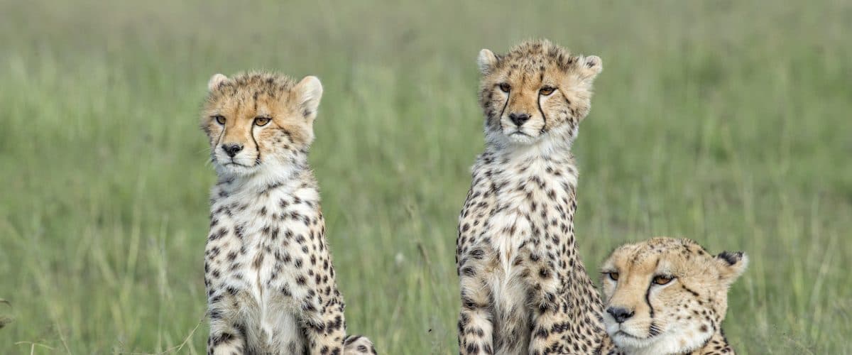 Nairobi · Maasai Mara · Lake Nakuru · Lake Naivasha · Nairobi
