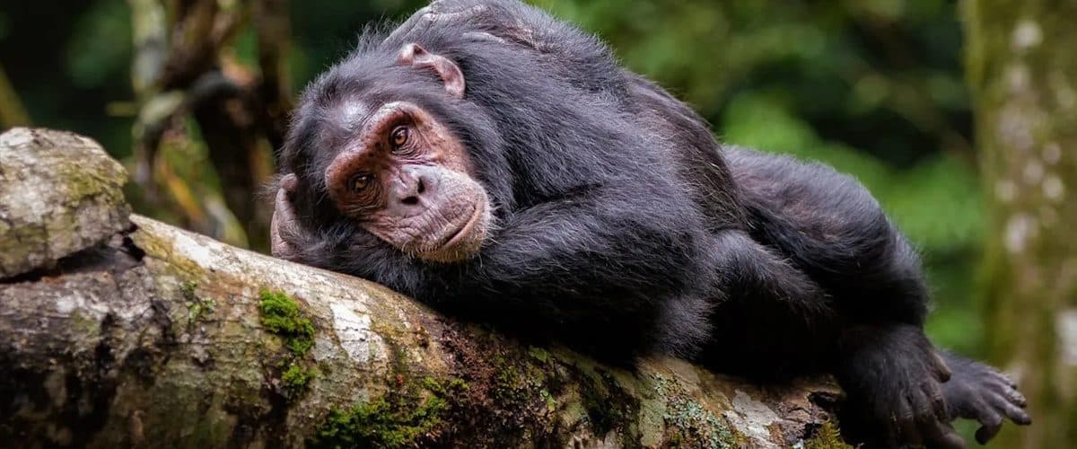 Nairobi · Samburu · Ol Pejeta · Lake Nakuru · Maasai Mara · Nairobi — chimpanzee
