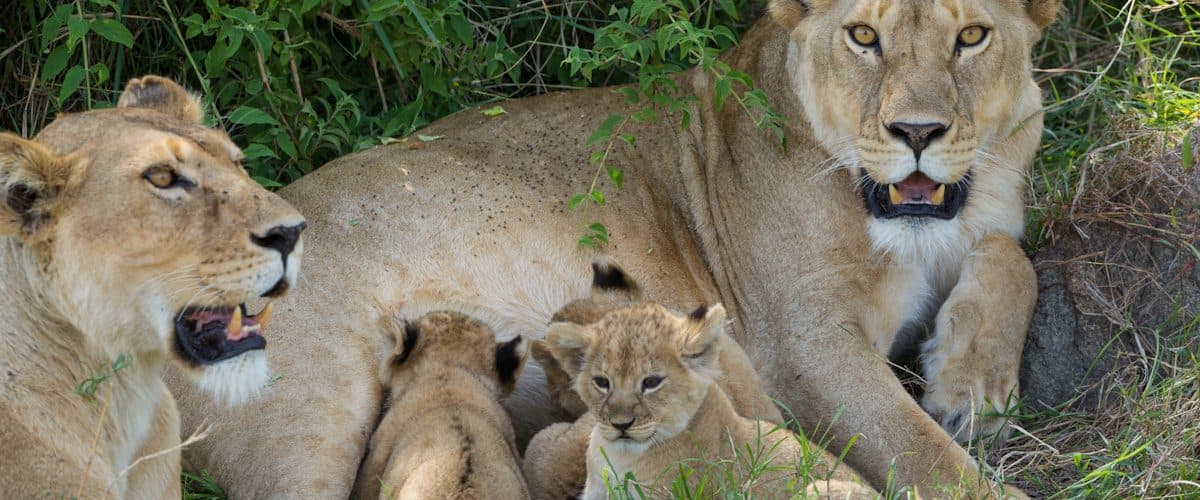 Arusha · Serengeti · Ngorongoro · Arusha — lion, cubs