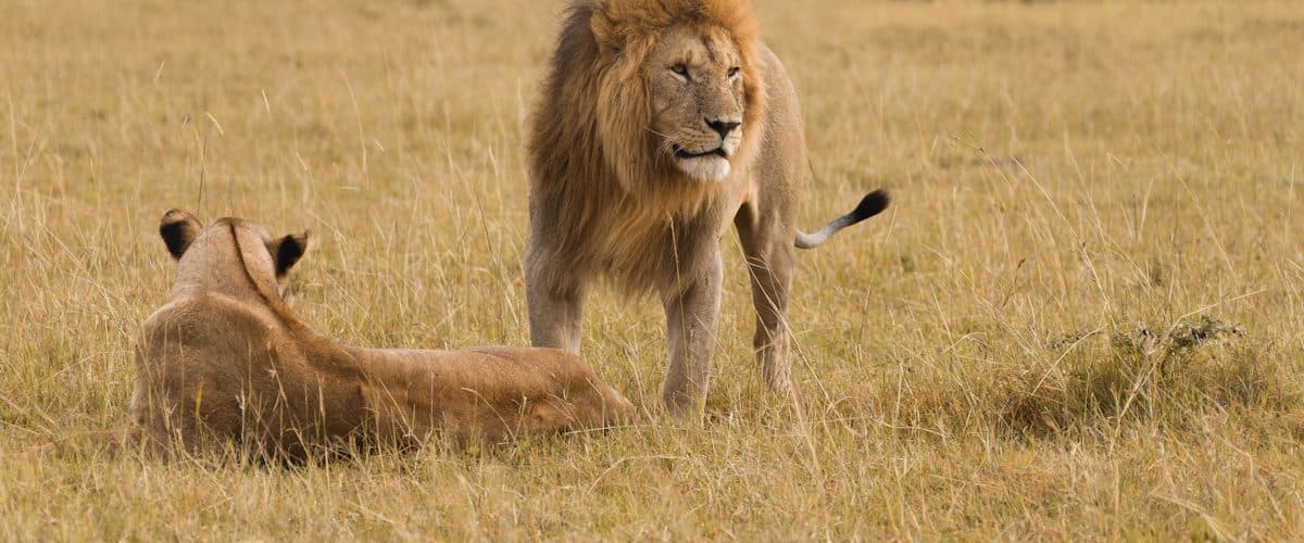 Nairobi · Maasai Mara · Lake Nakuru · Lake Naivasha · Lake Baringo & Bogoria · Nairobi