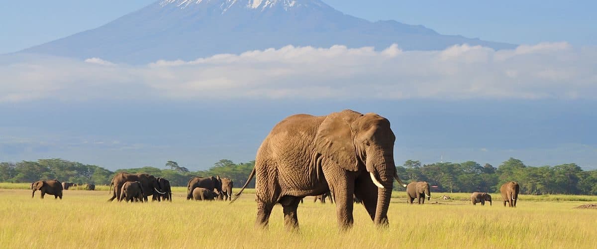 Day 5: Amboseli