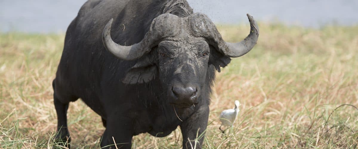 Ngorongoro Crater — An intact volcanic caldera holding a resident population of game on its floor, year-round.