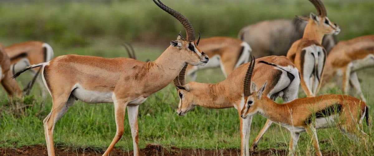 Nairobi · Maasai Mara · Lake Nakuru · Amboseli · Nairobi