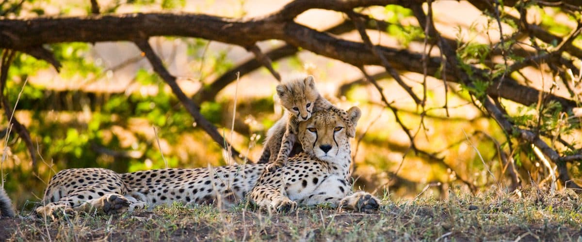 Nairobi · Maasai Mara · Lake Nakuru · Lake Naivasha · Amboseli · Nairobi