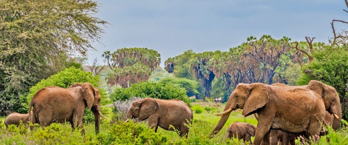 Day 7: Amboseli → Tsavo East