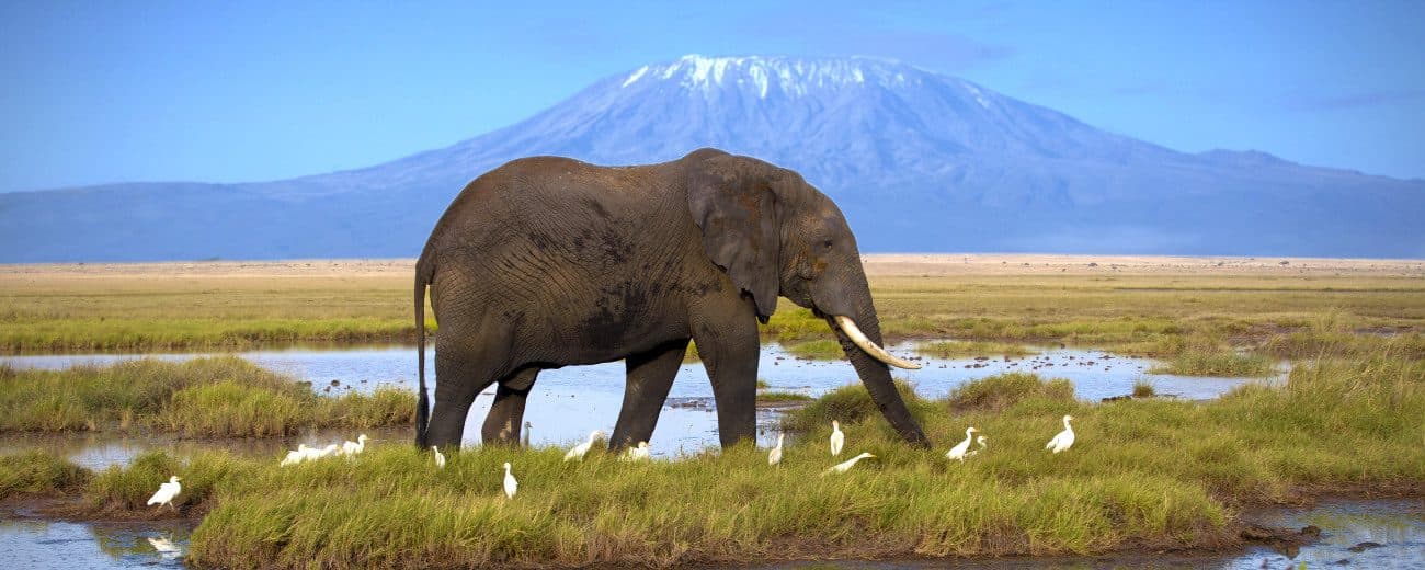 Day 8: Amboseli