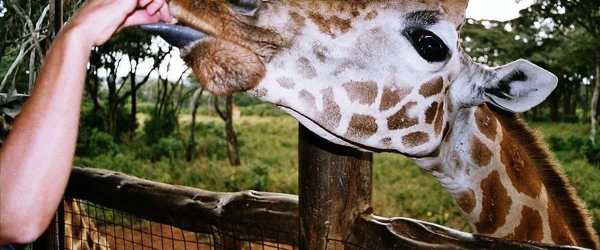 A breeding centre for the endangered Rothschild's giraffe, in the Nairobi suburbs.