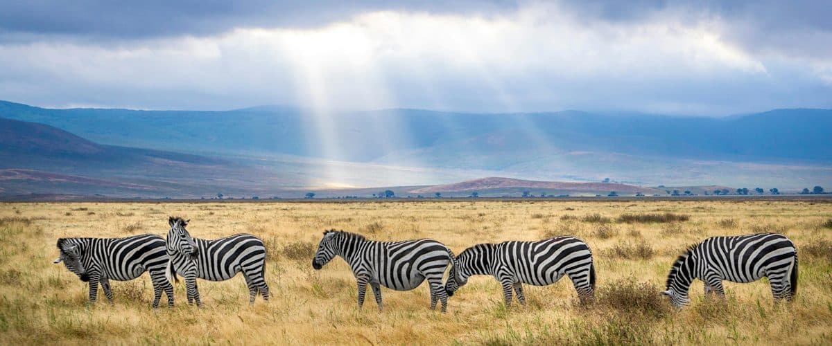 Ngorongoro Crater — An intact volcanic caldera holding a resident population of game on its floor, year-round.