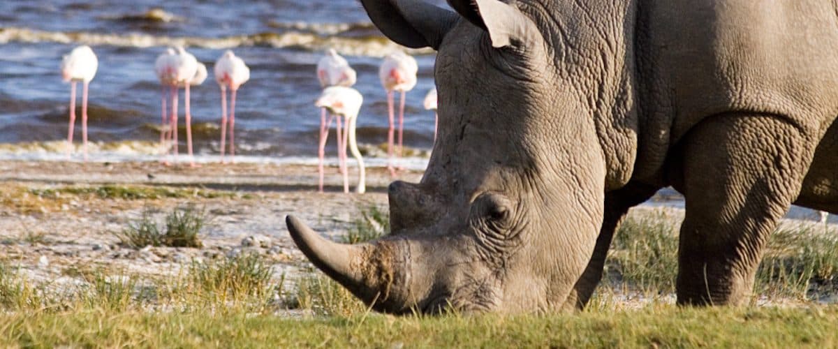 Rhino and flamingos in Lake Nakuru