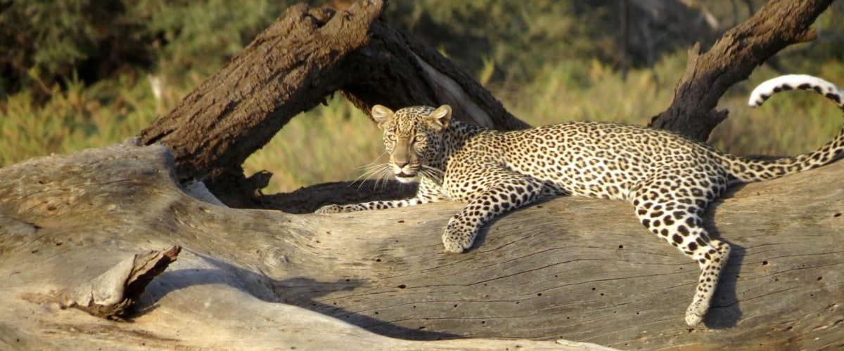 Nairobi · Maasai Mara · Lake Nakuru · Lake Naivasha · Nairobi — leopard, branch