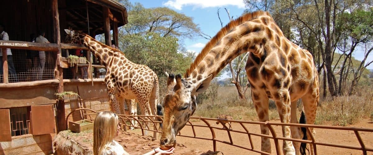 Giraffe and the feeding platform in Nairobi