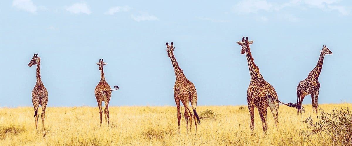 Arusha · Serengeti · Ngorongoro · Arusha