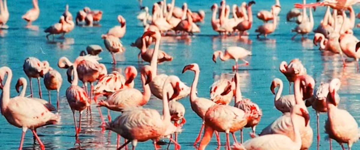 The Rift Valley lakes, and the habitats that stack species up fast.