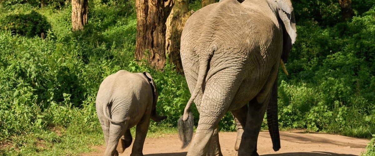 Day 8: Tsavo East → Nairobi