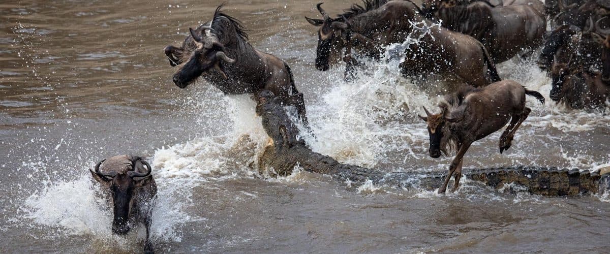 They share an ecosystem and a border. The differences that matter are practical ones.