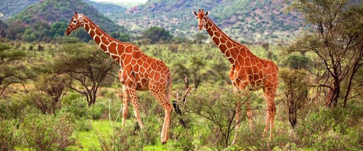 Samburu National Reserve — Dry northern country along the Ewaso Nyiro, with species you will not see further south.