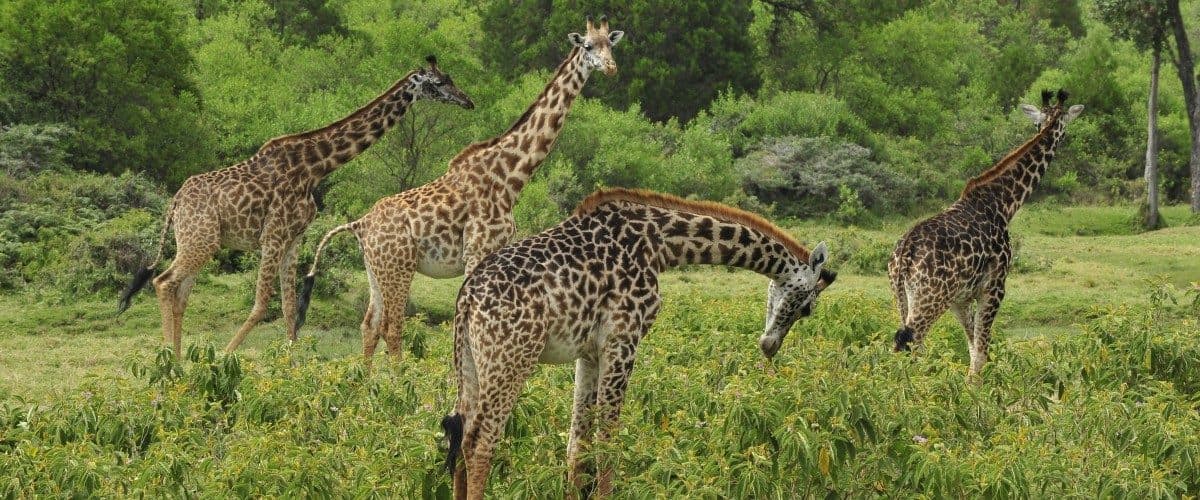 Arusha · Lake Manyara · Serengeti · Ngorongoro · Arusha