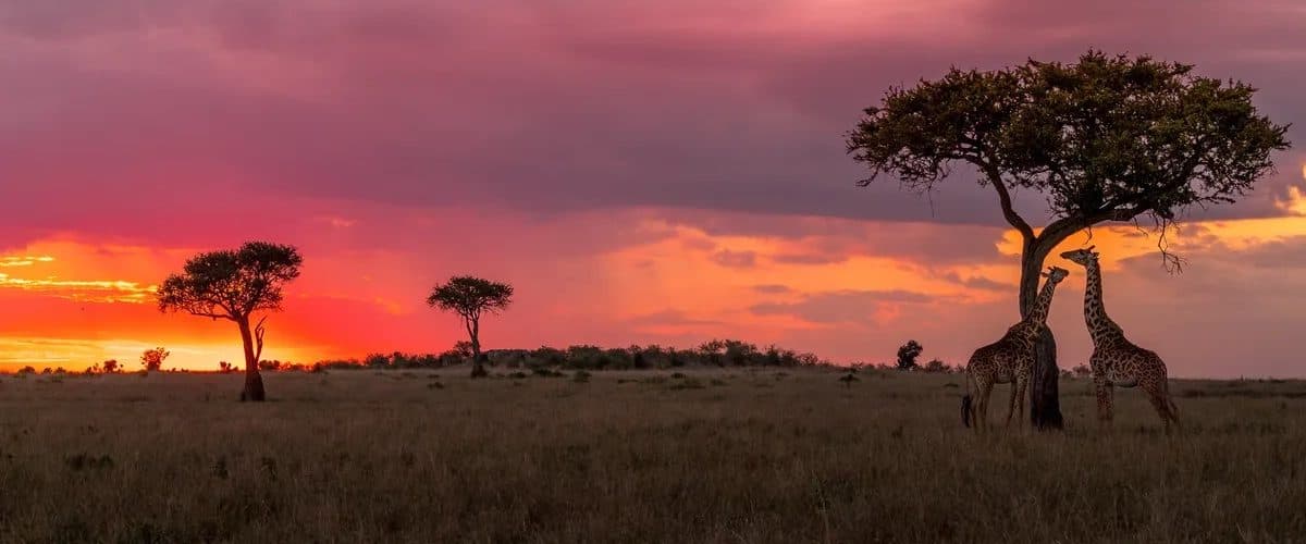 Sunset, acacia and giraffe in the Serengeti