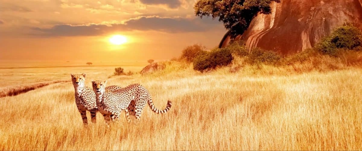 Cheetah and sunset in the Maasai Mara